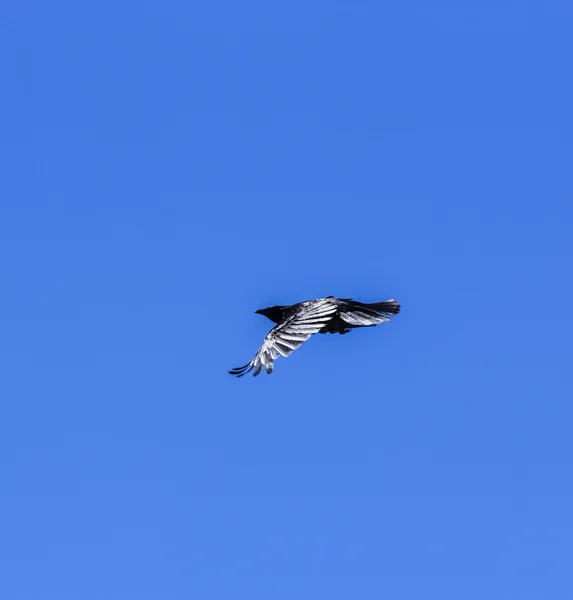 Raven flying in the blue sky — Stock Photo, Image