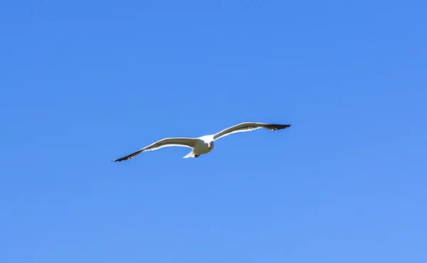 Måsen flyger i den blå himlen — Stockfoto