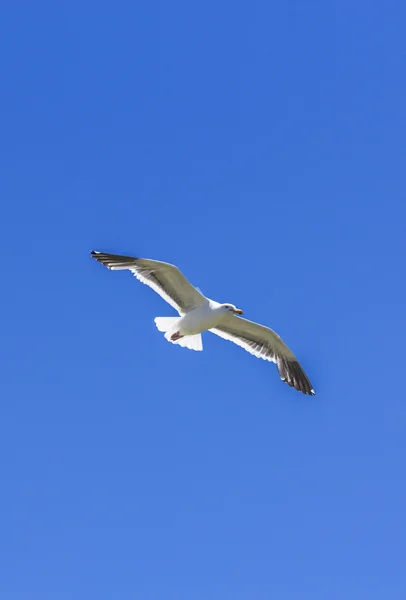 Seagull flying in the blue sky — Stock Photo, Image