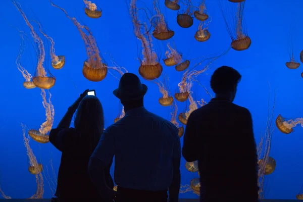 stock image watch the jelly fishes in the aquarium