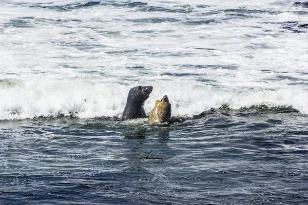 Zeeleeuwen strijd in de golven van de Oceaan — Stockfoto