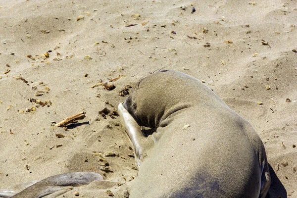 Zeeleeuwen op het strand — Stockfoto