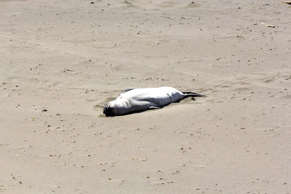 해변에서 바다 사자 — 스톡 사진