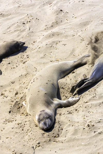 Sahilde deniz aslanları — Stok fotoğraf