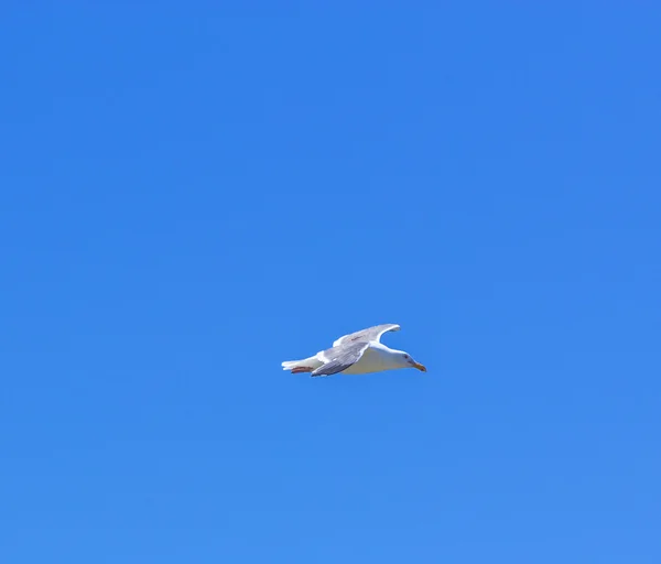 Seagull flying in the blue sky — Stock Photo, Image