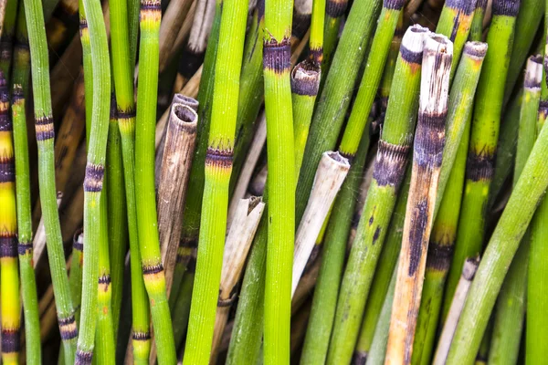 Küçük bambu bitki deseni — Stok fotoğraf