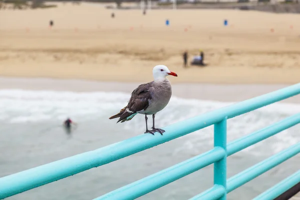Seagull zittend op de pier op het spoor — Stockfoto