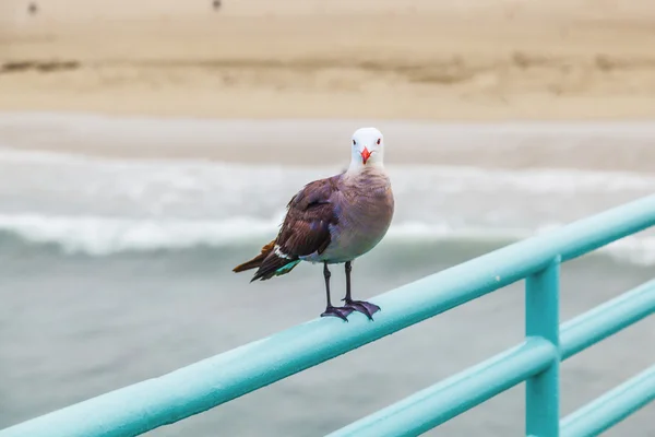 Seagull zittend op de pier op het spoor — Stockfoto