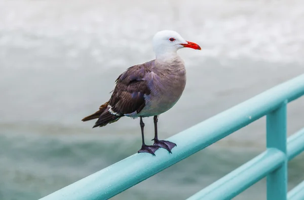 Seagull sitter vid piren på järnväg — Stockfoto