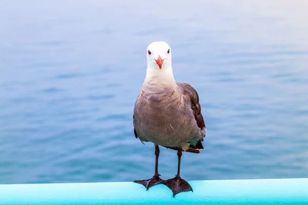 Seagull sitting at the pier on the rail — Stock Photo, Image