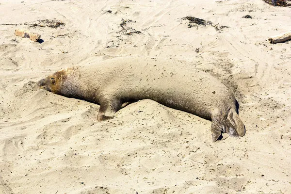 海狮在海滩 — 图库照片