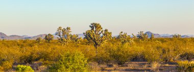 Joshua tree in warm bright light clipart