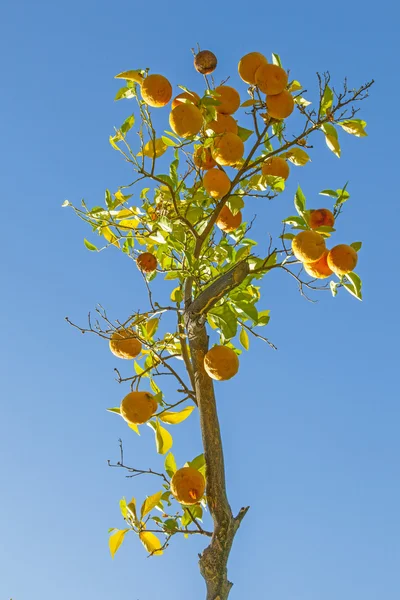 Reife Orange am Orangenbaum — Stockfoto