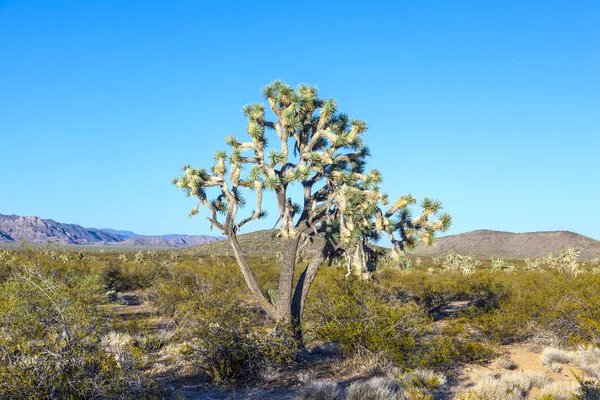 Joshua tree in warm bright light — Stock Photo, Image