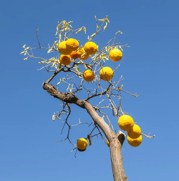 Reife Orange am Orangenbaum — Stockfoto
