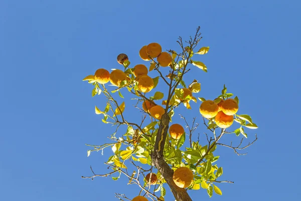 Laranja madura na laranjeira — Fotografia de Stock