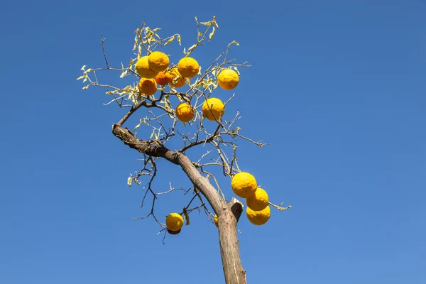 Ripe orange at the orange tree — Stock Photo, Image
