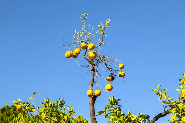 Ripe orange at the orange tree — Stock Photo, Image