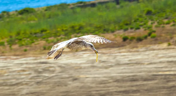 Калифорнийская чайка с картошкой фри в члене — стоковое фото