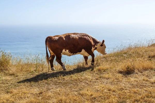 Kuh weidet auf der Weide an den Klippen des Ufers — Stockfoto