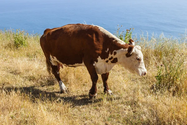 Lehmä laiduntaa niityllä rantaviivan kallioilla — kuvapankkivalokuva