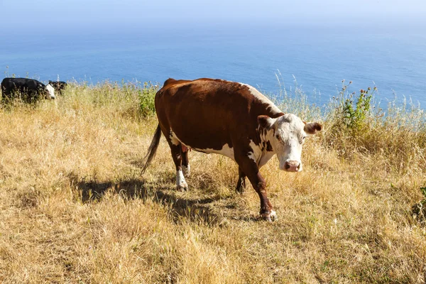 海岸線の崖の牧草地に放牧牛 — ストック写真