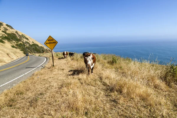 在海岸线的悬崖上的草地上吃草的母牛 — 图库照片
