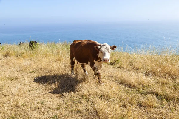Pâturage de la vache dans la prairie sur les falaises du rivage — Photo