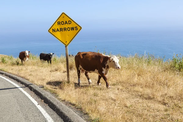 海岸線の崖の牧草地に放牧牛 — ストック写真