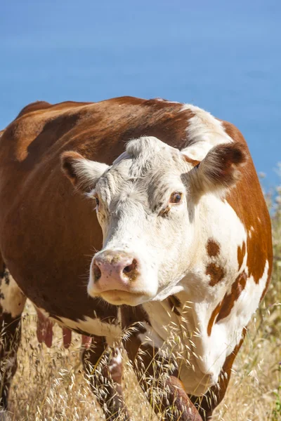 Pâturage de la vache dans la prairie sur les falaises du rivage — Photo