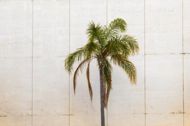 Palm tree grows downtown clipart