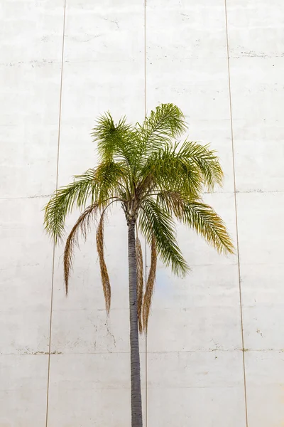 stock image Palm tree grows downtown