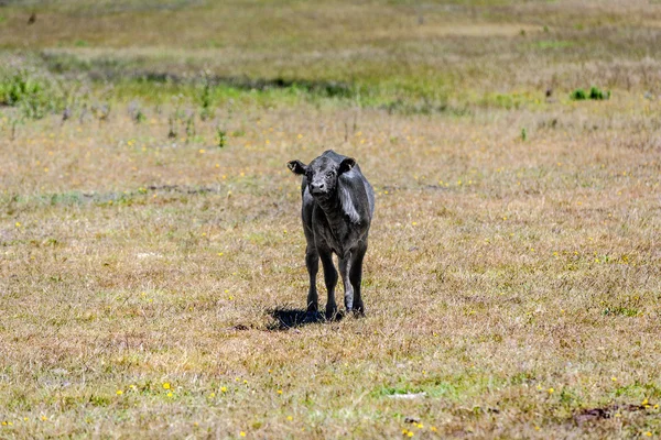 Krávy pasoucí se na louce v létě — Stock fotografie