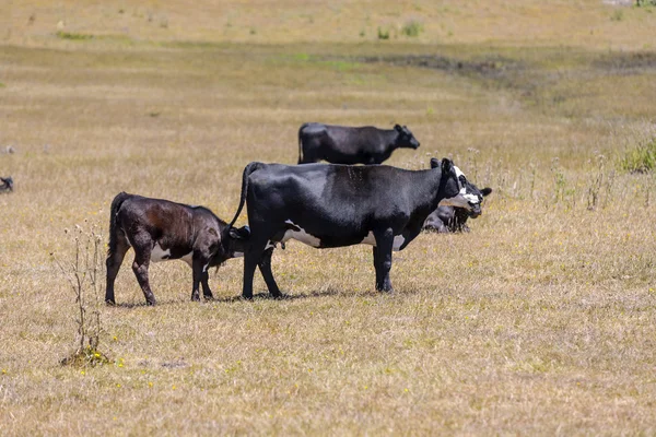 Lehmät laiduntavat niityllä kesällä — kuvapankkivalokuva