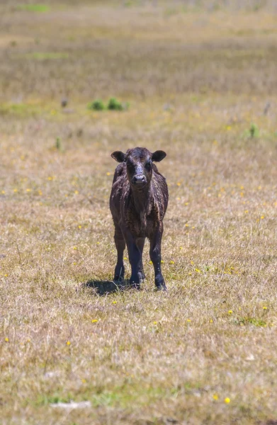 Kühe grasen im Sommer auf der Weide — Stockfoto
