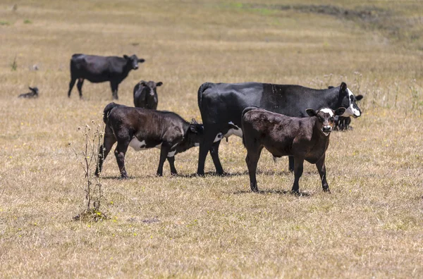 Vacas pastando no prado no verão — Fotografia de Stock