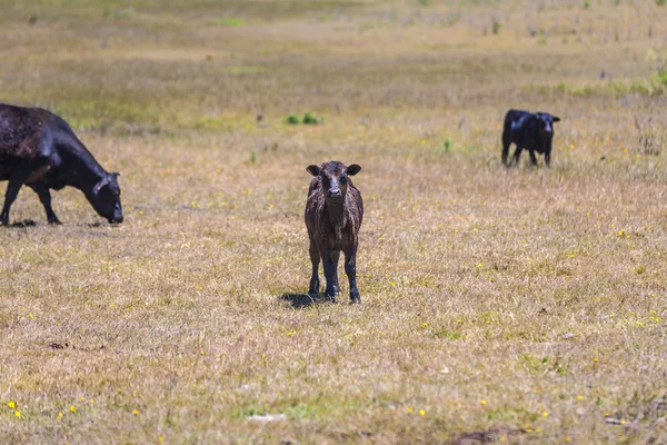 Vaches broutant sur la prairie en été — Photo