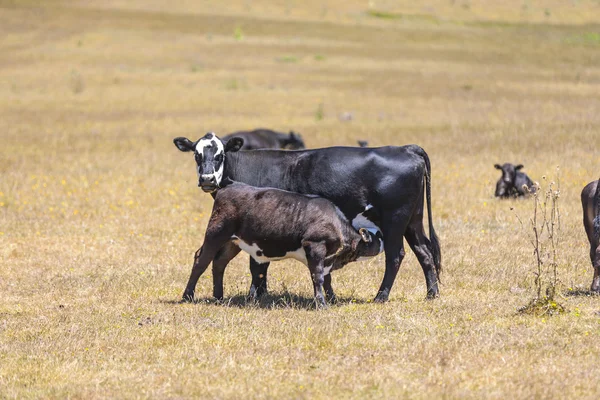 Koeien grazen in de zomer op de weide — Stockfoto