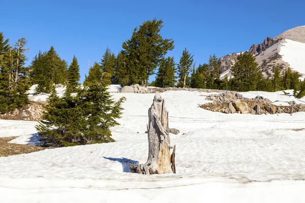 Viejo árbol muerto en la nieve en el parque nacional de Lassen — Foto de Stock