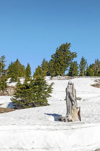 Old dead tree in snow at Lassen national park — Stock Photo, Image