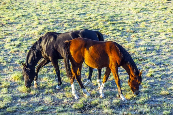 Pferde weiden auf der Weide — Stockfoto