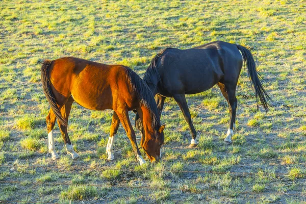 在草地上吃草的马 — 图库照片