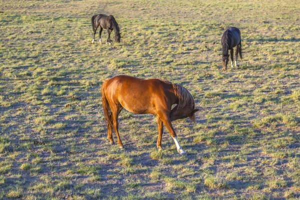 牧草地で馬の放牧 — ストック写真