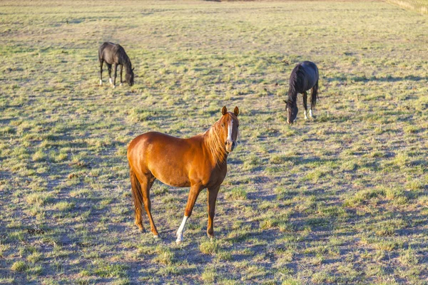 Atlar çayırda otluyor. — Stok fotoğraf