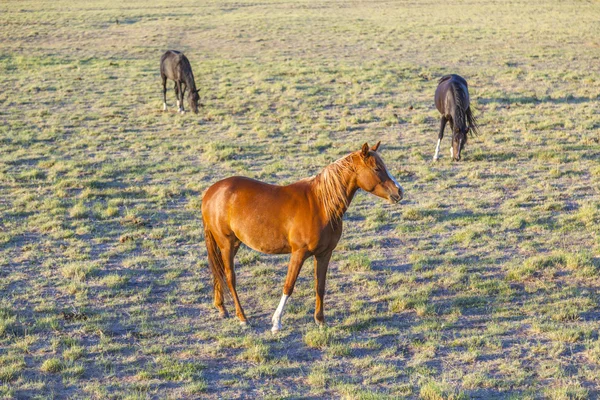 Konie wypasane na łące — Zdjęcie stockowe