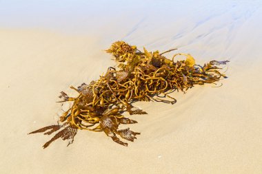 sabah sahilde deniz yosunu