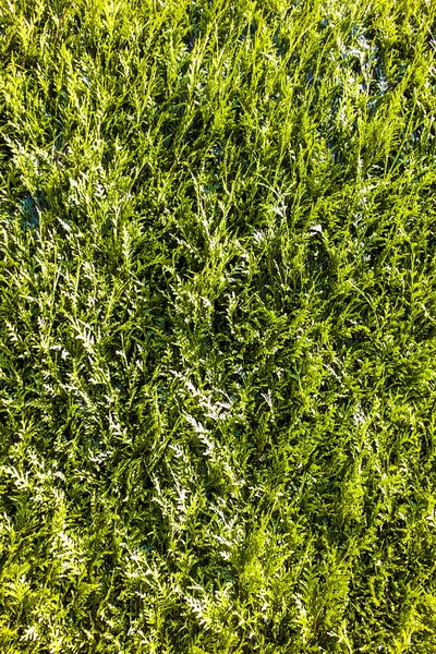 Yeşil çit — Stok fotoğraf