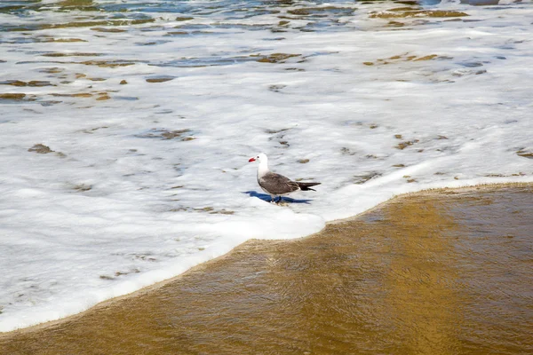 Califórnia gaivota andando na praia — Fotografia de Stock