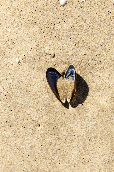 Открытая раковина на пляже — стоковое фото