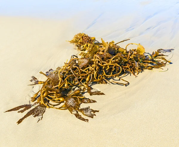 Морские водоросли на пляже утром — стоковое фото